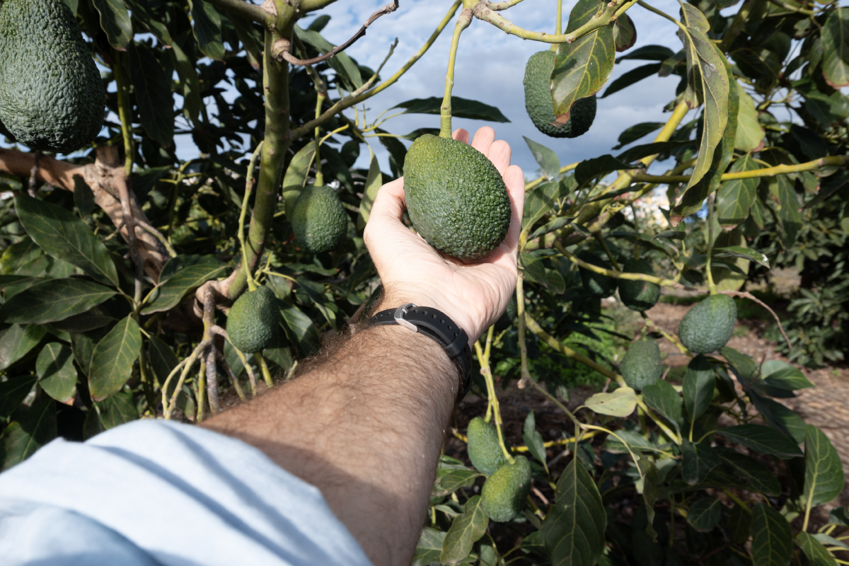 Calidad del aguacate en cosecha en Colombia: parámetros para clasificar aguacate de primera, segunda y tercera.