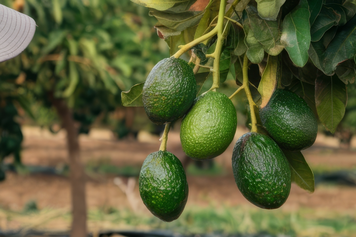 Problemas comunes en la cosecha de aguacate en Colombia y cómo reducir pérdidas.