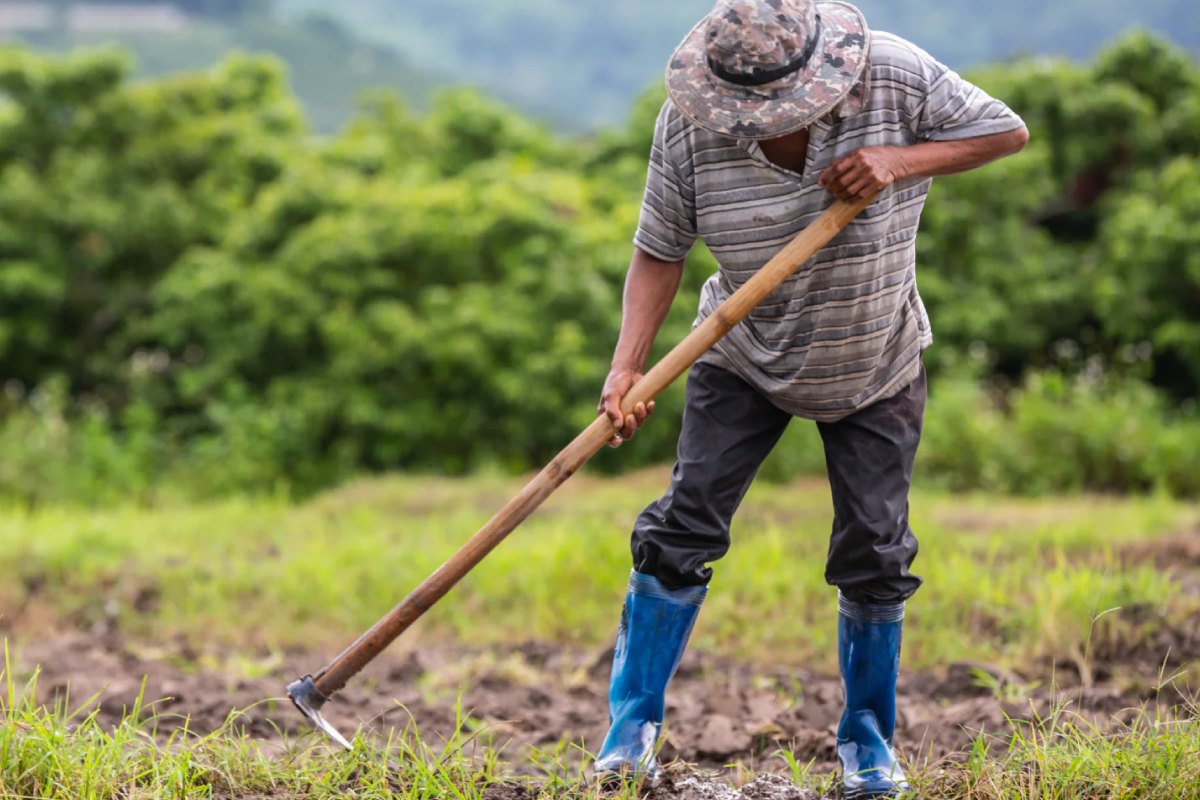 Vocación Agrícola: Guía completa para saber qué sembrar y cómo aprovechar tu tierra.