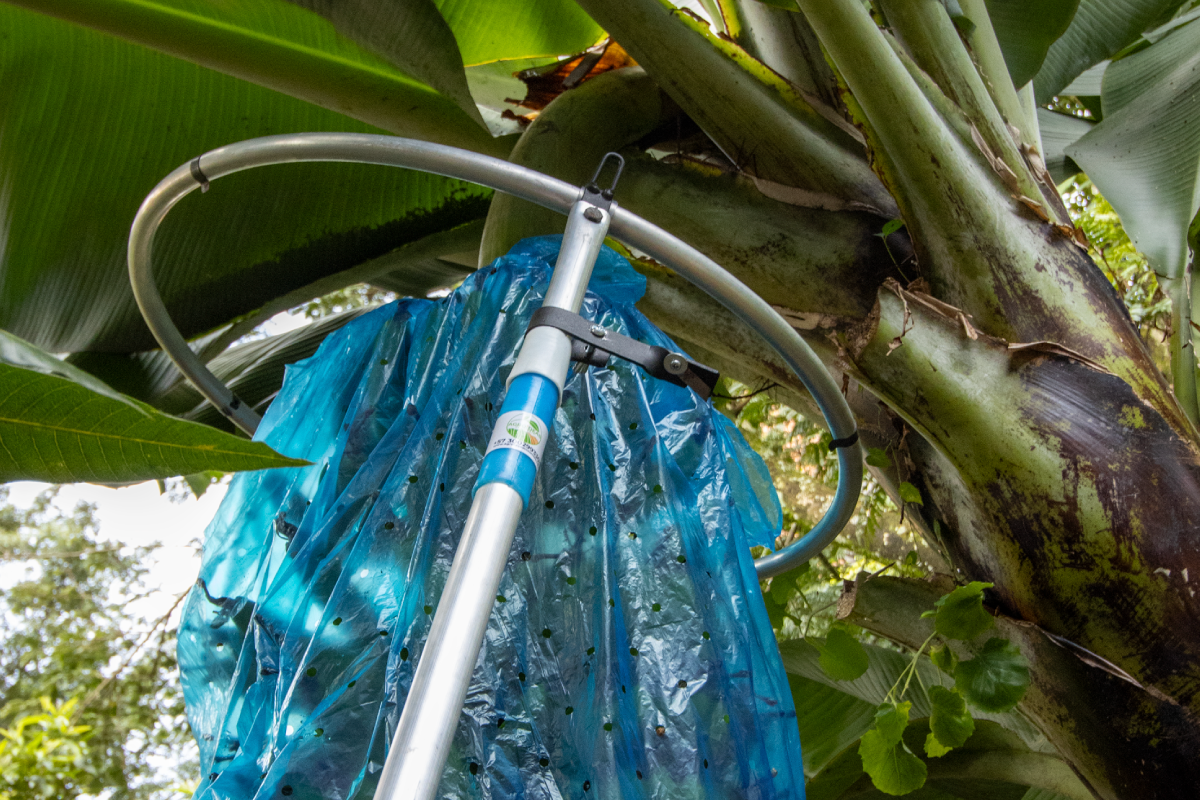 ¿Por qué embolsar el racimo en el momento correcto define la calidad de tu cosecha de plátano y banano?