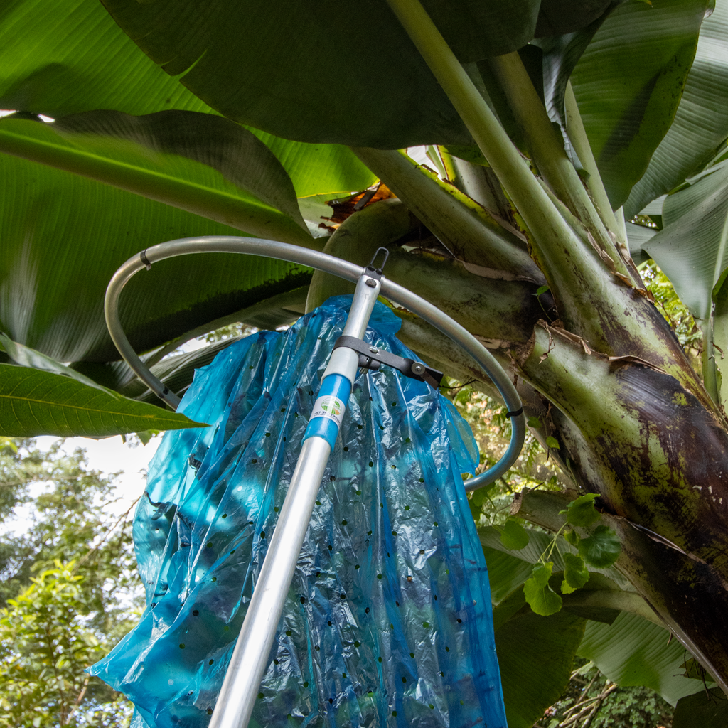 Embolsadora de Plátano