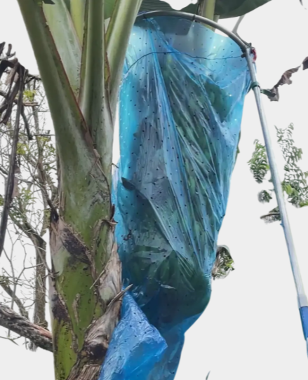 Embolsadora de Plátano